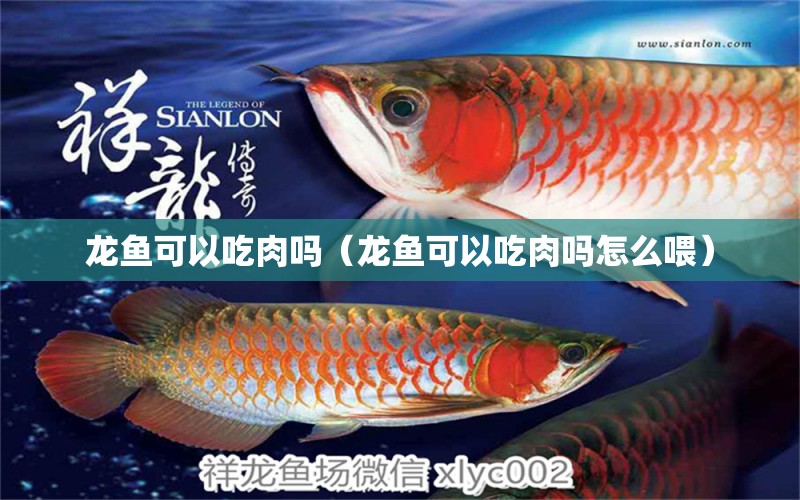 龙鱼可以吃肉吗（龙鱼可以吃肉吗怎么喂） 广州龙鱼批发市场