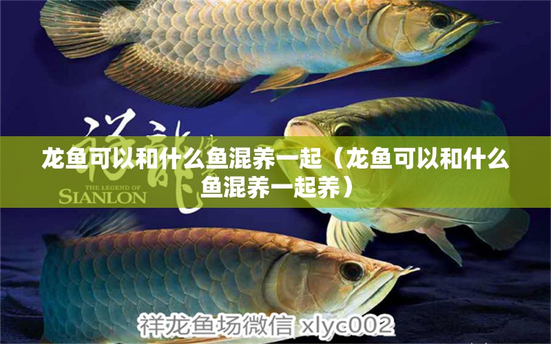 龙鱼可以和什么鱼混养一起（龙鱼可以和什么鱼混养一起养） 广州龙鱼批发市场
