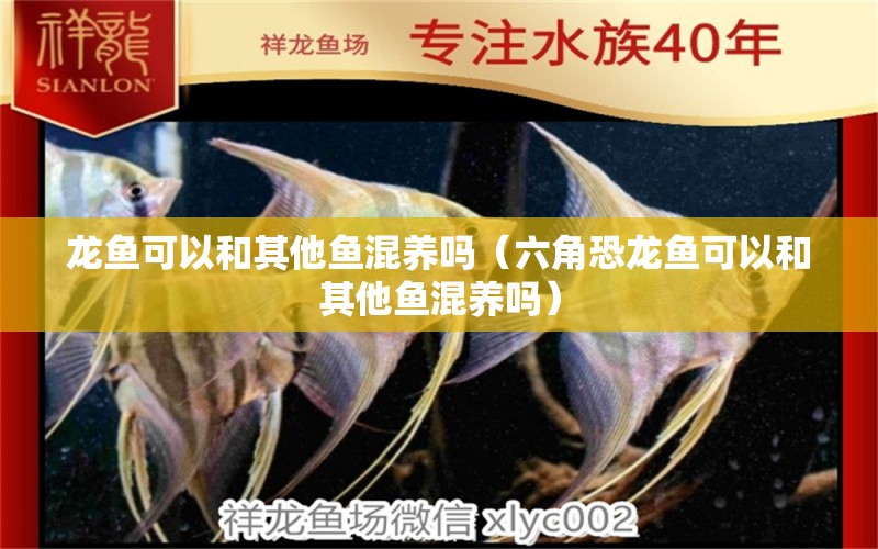 龙鱼可以和其他鱼混养吗（六角恐龙鱼可以和其他鱼混养吗） 广州龙鱼批发市场