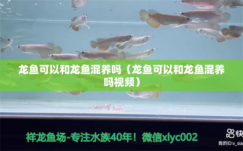 龙鱼可以和龙鱼混养吗（龙鱼可以和龙鱼混养吗视频） 广州龙鱼批发市场