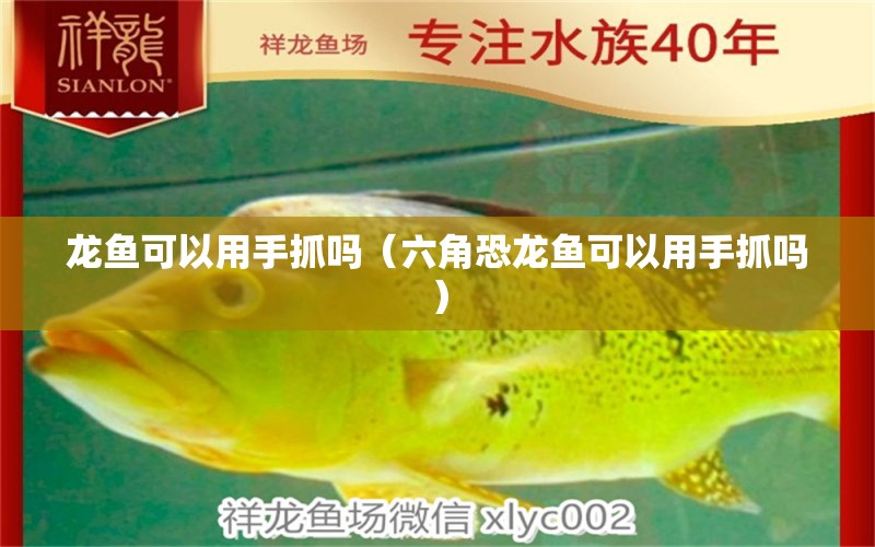 龙鱼可以用手抓吗（六角恐龙鱼可以用手抓吗） 广州龙鱼批发市场