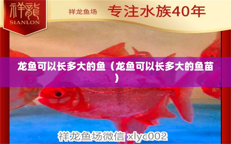 龙鱼可以长多大的鱼（龙鱼可以长多大的鱼苗） 广州龙鱼批发市场
