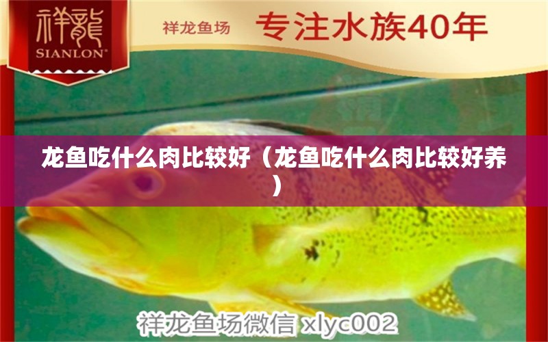 龙鱼吃什么肉比较好（龙鱼吃什么肉比较好养） 广州龙鱼批发市场