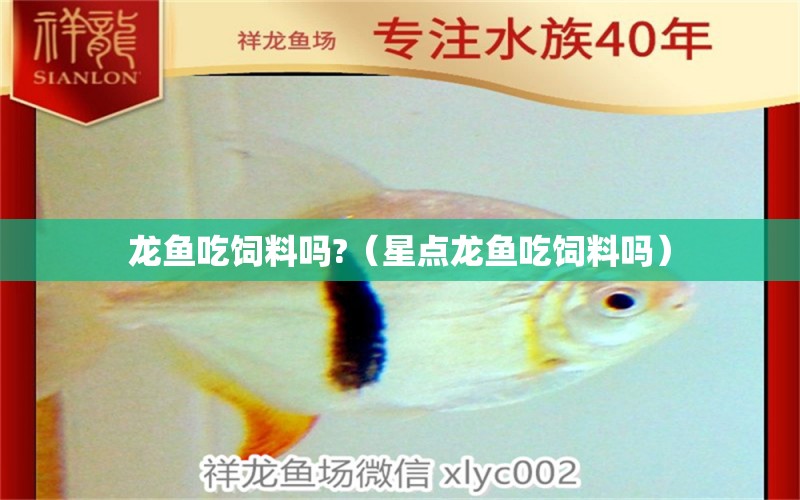 龙鱼吃饲料吗?（星点龙鱼吃饲料吗） 广州龙鱼批发市场