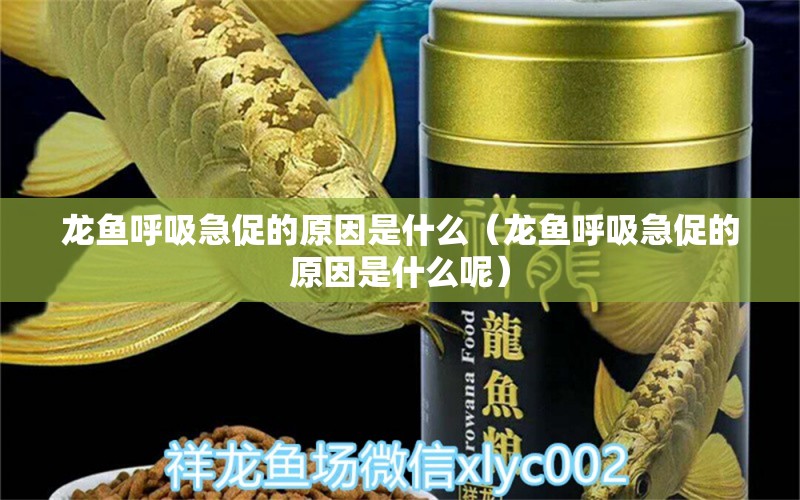 龙鱼呼吸急促的原因是什么（龙鱼呼吸急促的原因是什么呢） 广州龙鱼批发市场