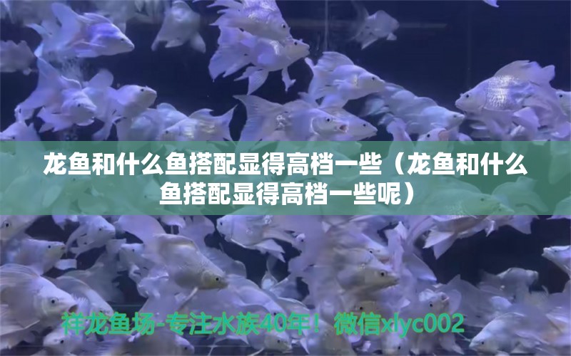 龙鱼和什么鱼搭配显得高档一些（龙鱼和什么鱼搭配显得高档一些呢） 广州龙鱼批发市场