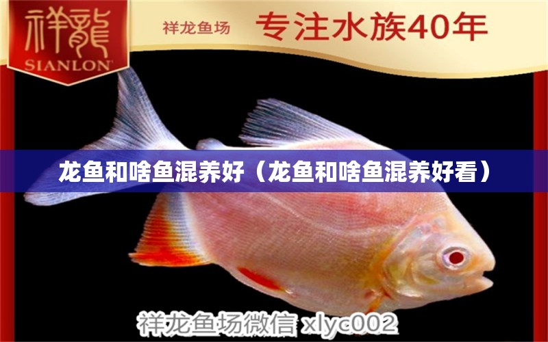 龙鱼和啥鱼混养好（龙鱼和啥鱼混养好看） 广州龙鱼批发市场