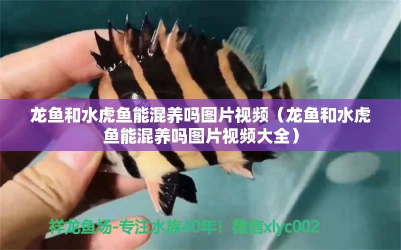 龙鱼和水虎鱼能混养吗图片视频（龙鱼和水虎鱼能混养吗图片视频大全） 食人鱼（水虎）