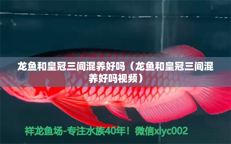 龙鱼和皇冠三间混养好吗（龙鱼和皇冠三间混养好吗视频） 广州龙鱼批发市场