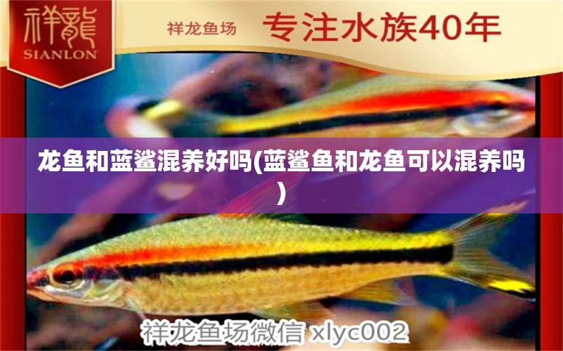 龙鱼和蓝鲨混养好吗(蓝鲨鱼和龙鱼可以混养吗) 广州观赏鱼鱼苗批发市场 第1张