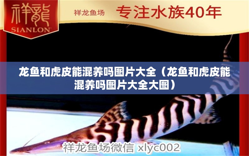 龙鱼和虎皮能混养吗图片大全（龙鱼和虎皮能混养吗图片大全大图） 广州龙鱼批发市场