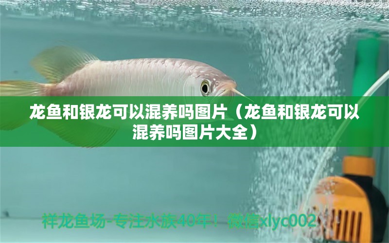 龙鱼和银龙可以混养吗图片（龙鱼和银龙可以混养吗图片大全） 广州龙鱼批发市场