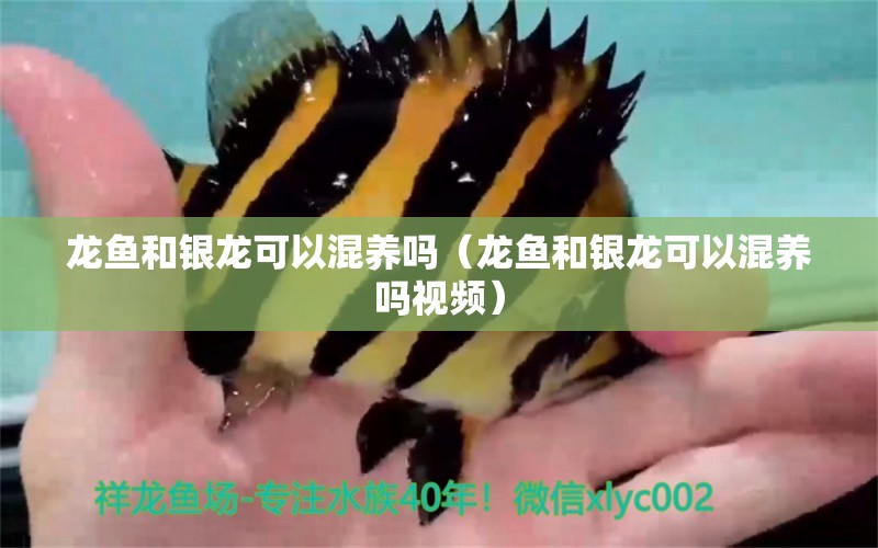 龙鱼和银龙可以混养吗（龙鱼和银龙可以混养吗视频） 广州龙鱼批发市场