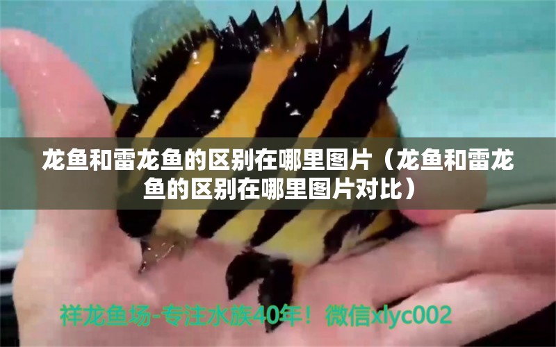龙鱼和雷龙鱼的区别在哪里图片（龙鱼和雷龙鱼的区别在哪里图片对比） 广州龙鱼批发市场