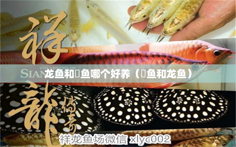 龙鱼和魟鱼哪个好养（釭鱼和龙鱼） 广州龙鱼批发市场