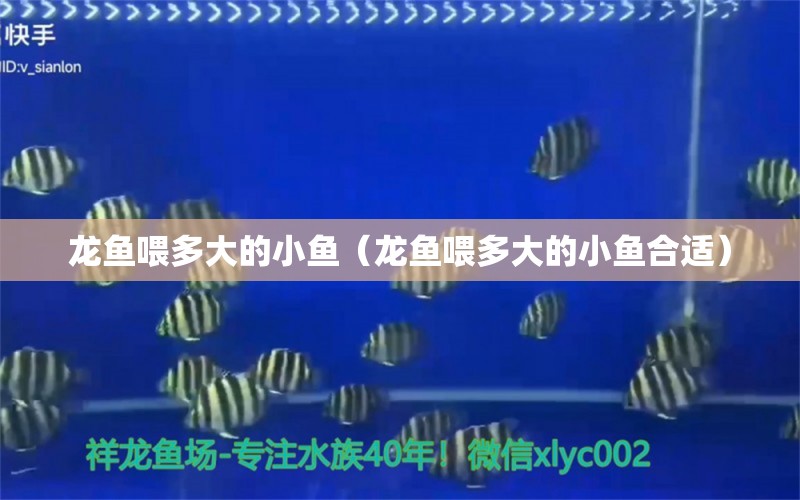 龙鱼喂多大的小鱼（龙鱼喂多大的小鱼合适） 广州龙鱼批发市场