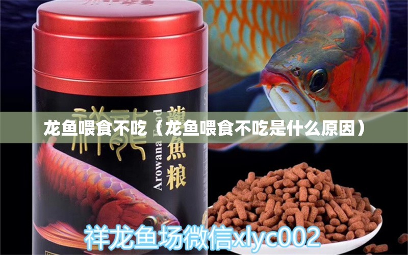 龙鱼喂食不吃（龙鱼喂食不吃是什么原因） 广州龙鱼批发市场