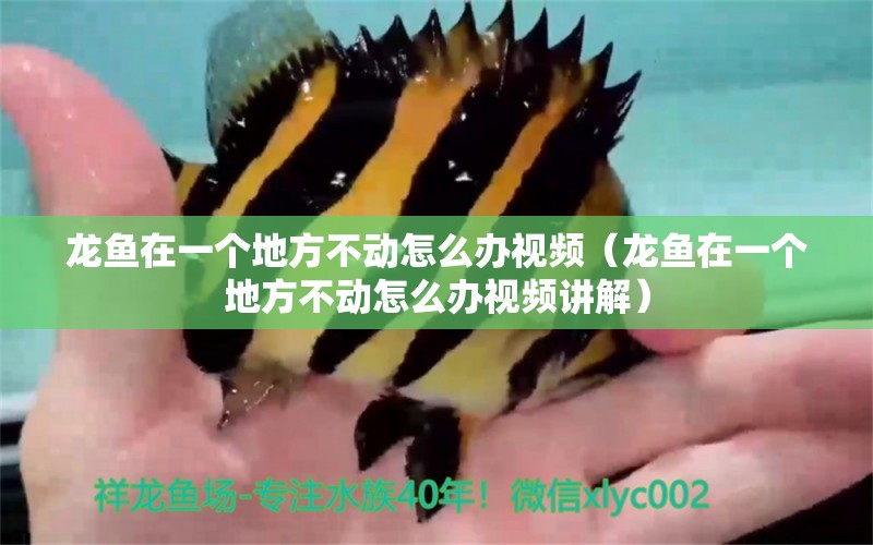龙鱼在一个地方不动怎么办视频（龙鱼在一个地方不动怎么办视频讲解） 广州龙鱼批发市场