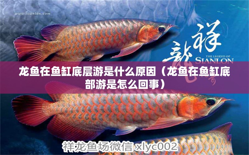 龙鱼在鱼缸底层游是什么原因（龙鱼在鱼缸底部游是怎么回事） 广州龙鱼批发市场
