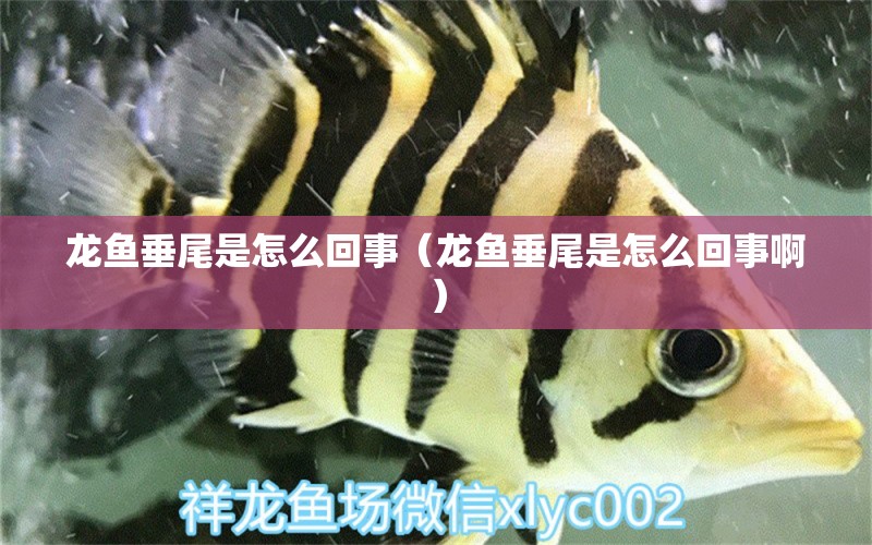 龙鱼垂尾是怎么回事（龙鱼垂尾是怎么回事啊） 广州龙鱼批发市场