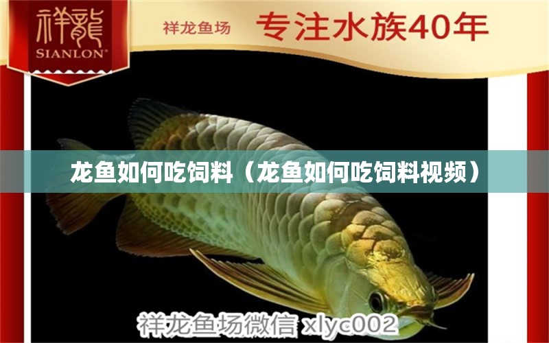 龙鱼如何吃饲料（龙鱼如何吃饲料视频） 广州龙鱼批发市场