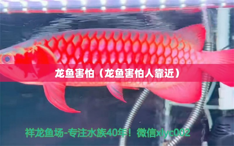 龙鱼害怕（龙鱼害怕人靠近） 广州龙鱼批发市场