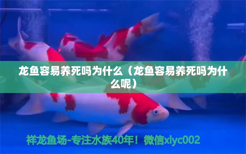 龙鱼容易养死吗为什么（龙鱼容易养死吗为什么呢） 广州龙鱼批发市场