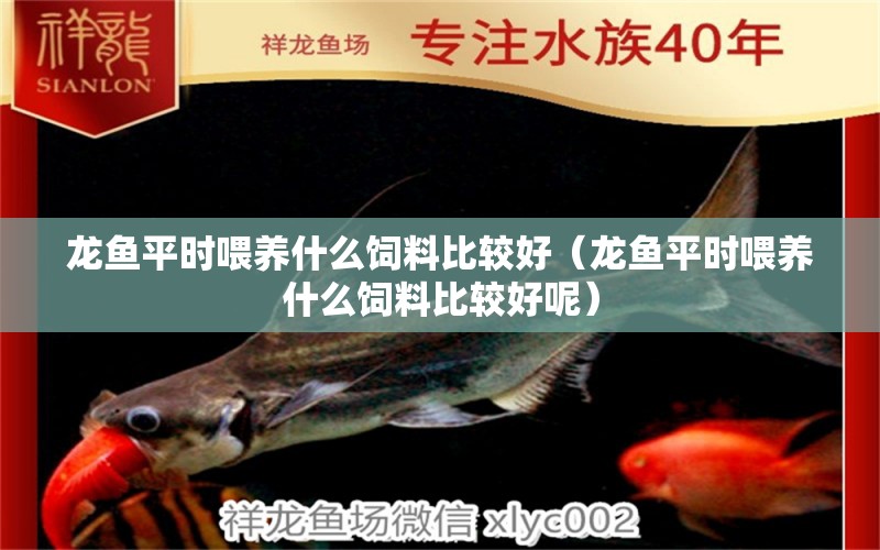 龙鱼平时喂养什么饲料比较好（龙鱼平时喂养什么饲料比较好呢） 广州龙鱼批发市场