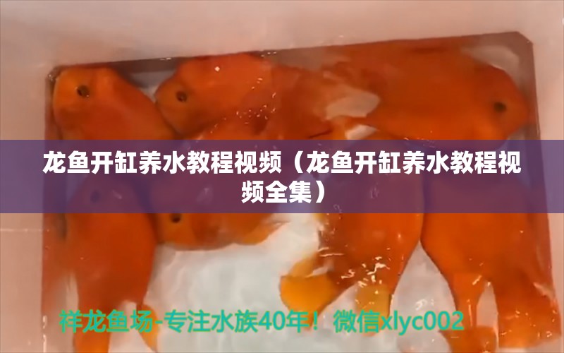 龙鱼开缸养水教程视频（龙鱼开缸养水教程视频全集） 广州龙鱼批发市场