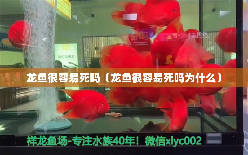 龙鱼很容易死吗（龙鱼很容易死吗为什么） 广州龙鱼批发市场