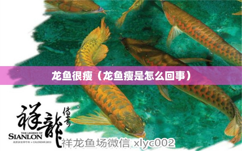 龙鱼很瘦（龙鱼瘦是怎么回事） 广州龙鱼批发市场