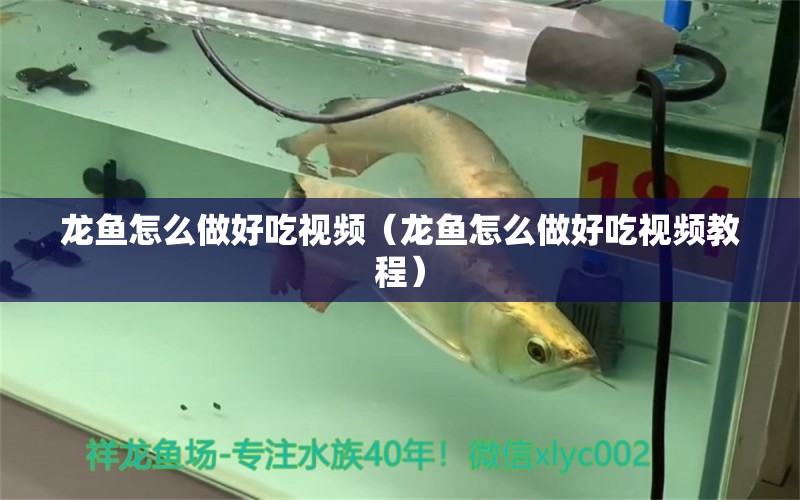龙鱼怎么做好吃视频（龙鱼怎么做好吃视频教程） 广州龙鱼批发市场
