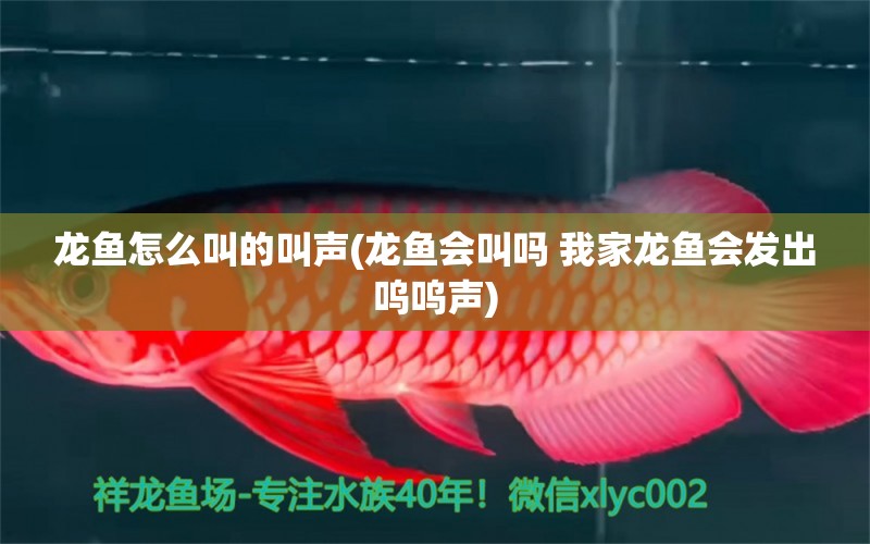 龙鱼怎么叫的叫声(龙鱼会叫吗 我家龙鱼会发出呜呜声) 广州水族器材滤材批发市场