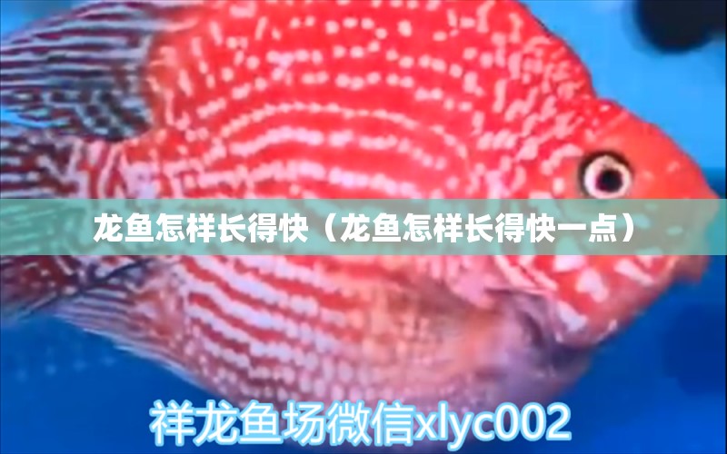 龙鱼怎样长得快（龙鱼怎样长得快一点） 广州龙鱼批发市场
