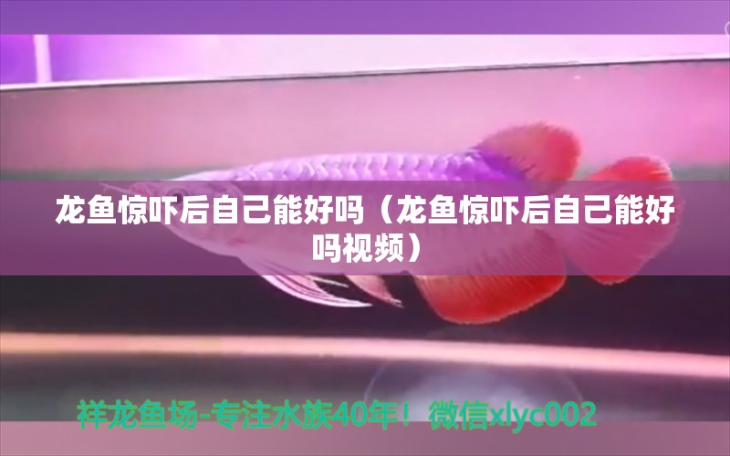 龙鱼惊吓后自己能好吗（龙鱼惊吓后自己能好吗视频） 广州龙鱼批发市场