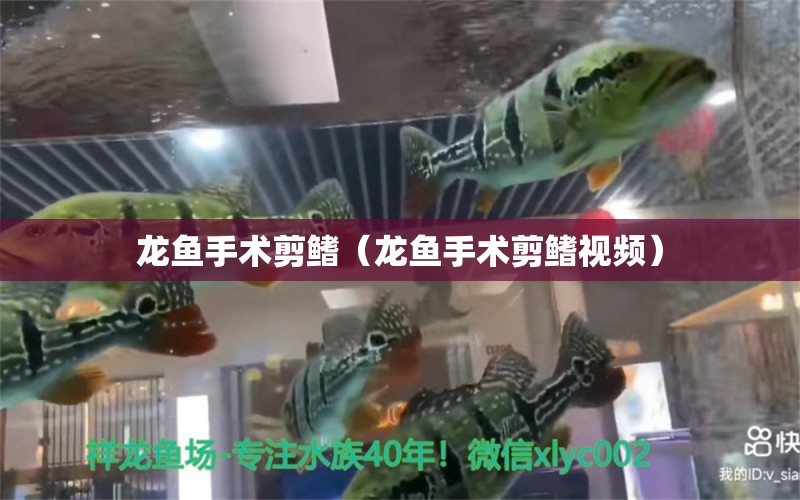 龙鱼手术剪鳍（龙鱼手术剪鳍视频） 广州龙鱼批发市场