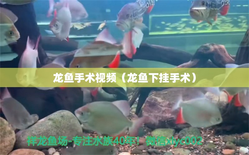 龙鱼手术视频（龙鱼下挂手术） 观赏鱼