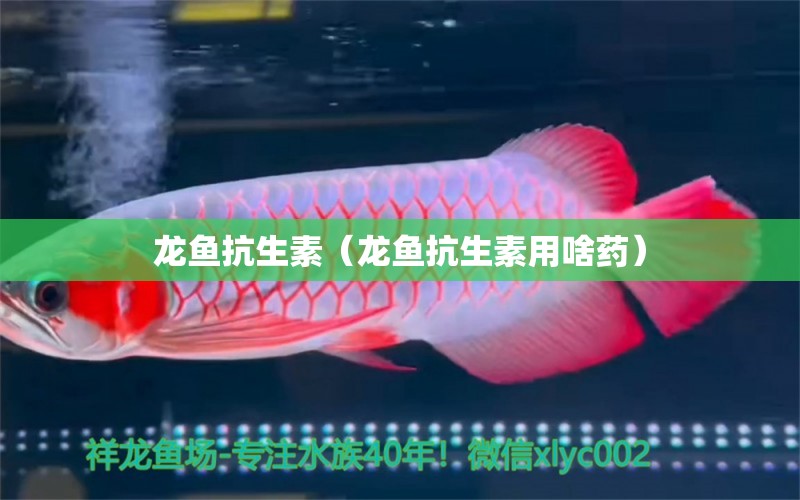 龙鱼抗生素（龙鱼抗生素用啥药） 广州龙鱼批发市场