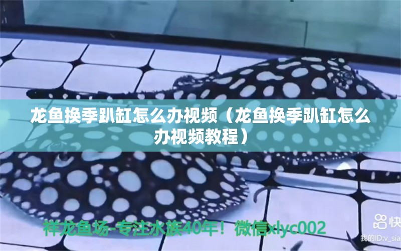 龙鱼换季趴缸怎么办视频（龙鱼换季趴缸怎么办视频教程） 广州龙鱼批发市场