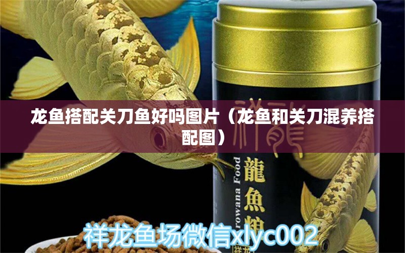 龙鱼搭配关刀鱼好吗图片（龙鱼和关刀混养搭配图） 广州水族器材滤材批发市场