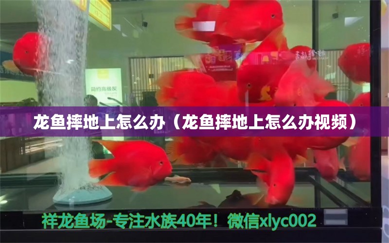 龙鱼摔地上怎么办（龙鱼摔地上怎么办视频） 广州龙鱼批发市场