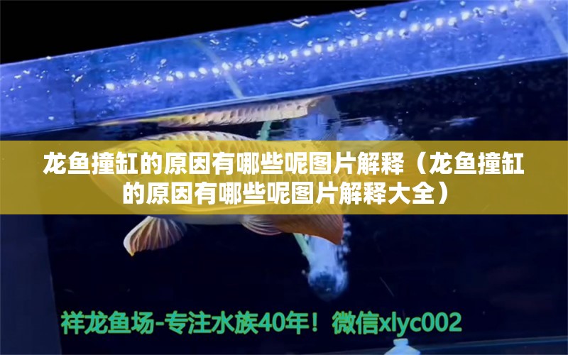 龙鱼撞缸的原因有哪些呢图片解释（龙鱼撞缸的原因有哪些呢图片解释大全） 广州龙鱼批发市场