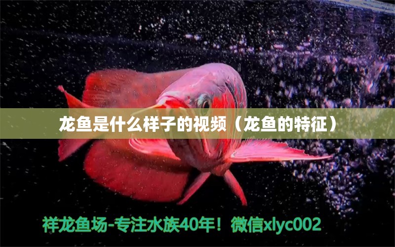 龙鱼是什么样子的视频（龙鱼的特征） 广州观赏鱼批发市场