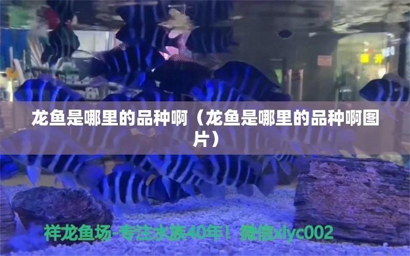 龙鱼是哪里的品种啊（龙鱼是哪里的品种啊图片） 广州龙鱼批发市场