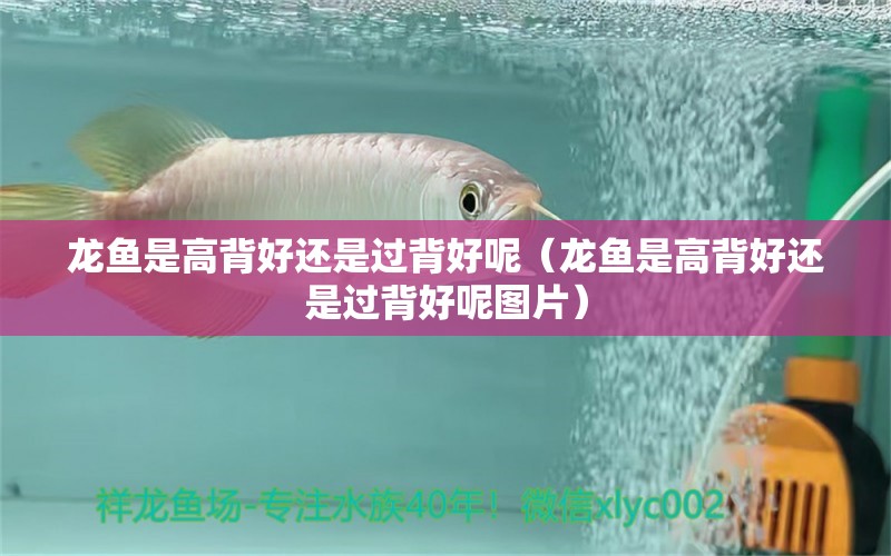龙鱼是高背好还是过背好呢（龙鱼是高背好还是过背好呢图片） 广州龙鱼批发市场
