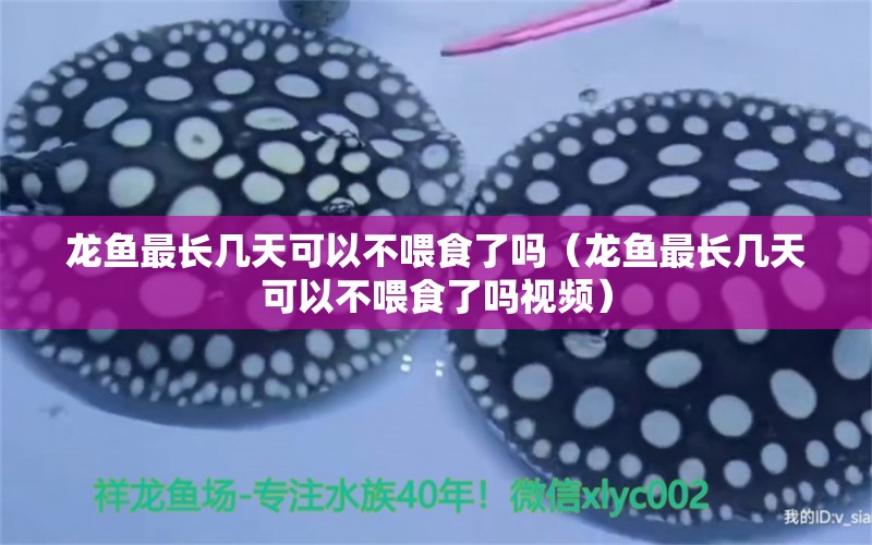 龙鱼最长几天可以不喂食了吗（龙鱼最长几天可以不喂食了吗视频） 广州龙鱼批发市场