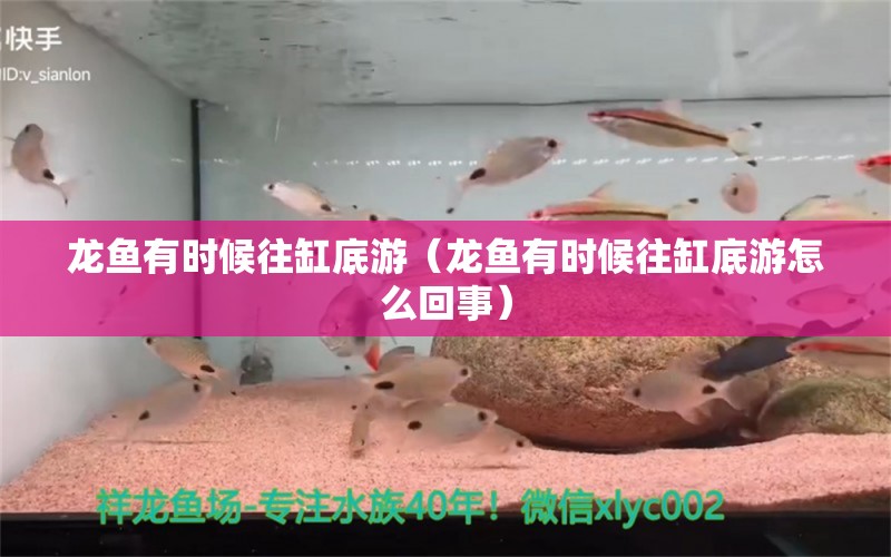 龙鱼有时候往缸底游（龙鱼有时候往缸底游怎么回事） 广州龙鱼批发市场