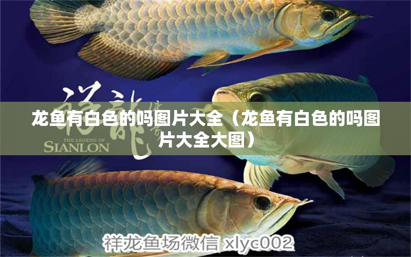 龙鱼有白色的吗图片大全（龙鱼有白色的吗图片大全大图） 广州龙鱼批发市场