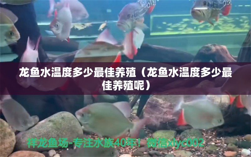 龙鱼水温度多少最佳养殖（龙鱼水温度多少最佳养殖呢） 广州龙鱼批发市场