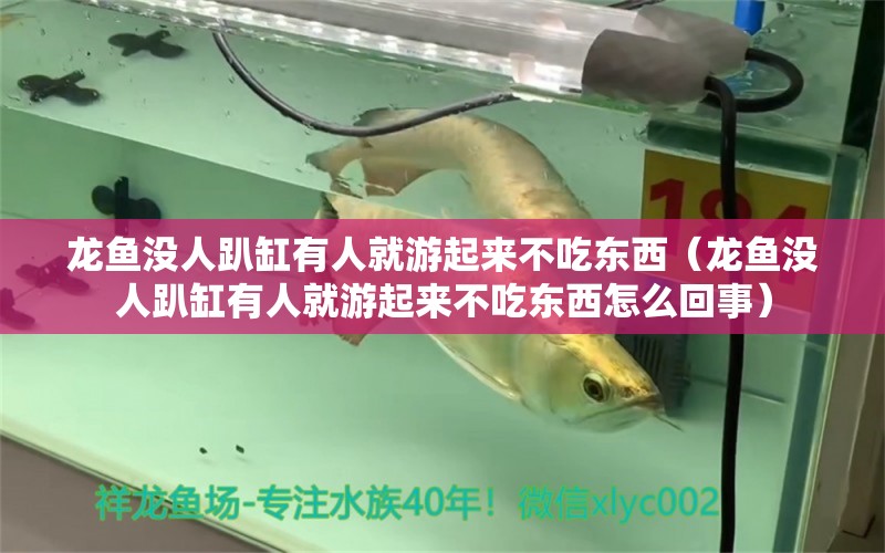 龙鱼没人趴缸有人就游起来不吃东西（龙鱼没人趴缸有人就游起来不吃东西怎么回事） 广州龙鱼批发市场